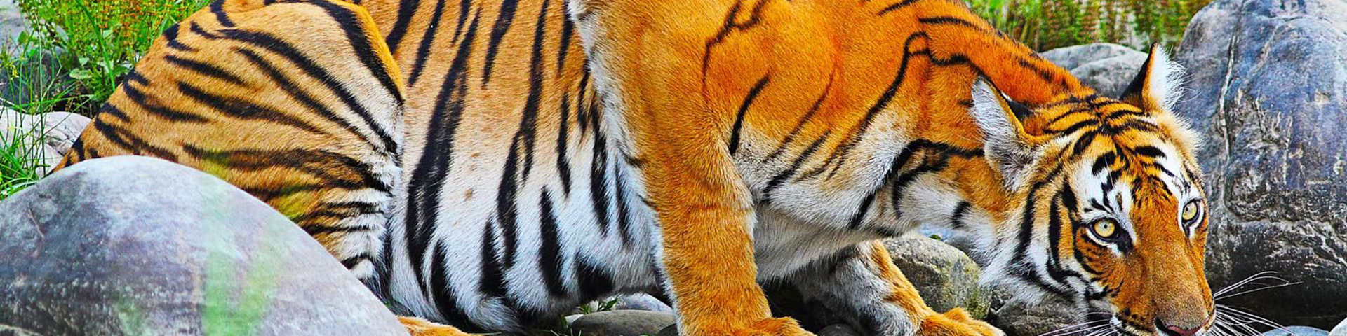 Indias Golden Triangle, Shimla and Amritsar's Golden Temple